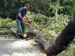 Best Stump Grinding and Removal  in Beckett, NJ